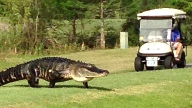 Alligator på golfbanen